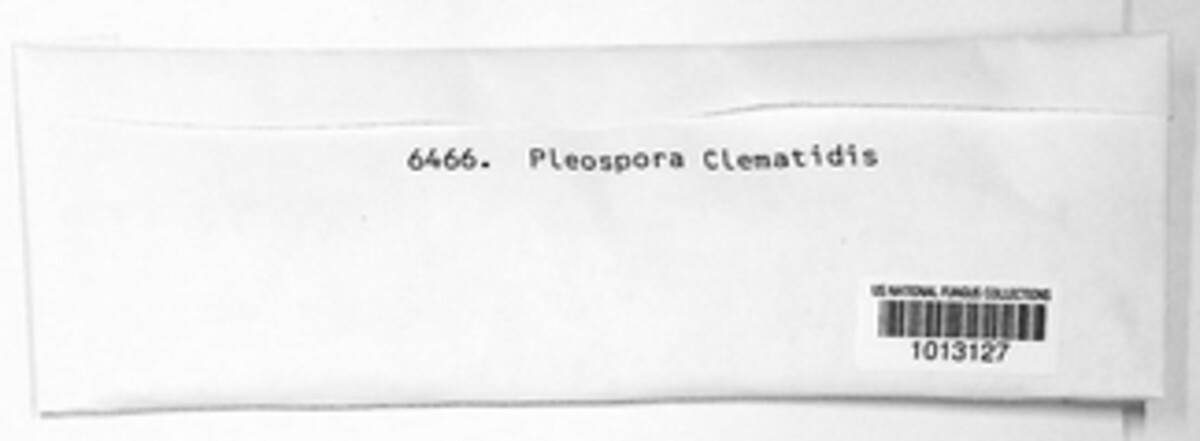 Pleospora clematidis image